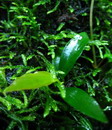 سیوی